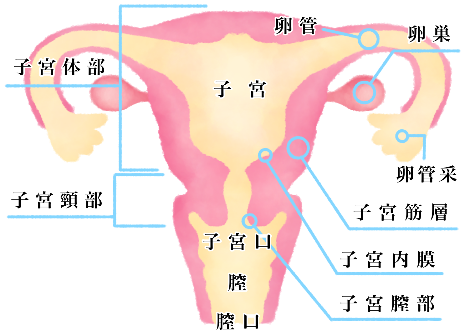 子宮奇形の原因と対策